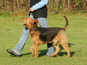 5falko_20111224_1316862702