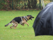 vin_20121113_1062939630